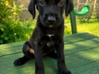 Labrador