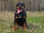 Rotvajler