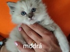 Ragdoll kočičky bez PP