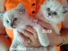 Ragdoll kočičky bez PP