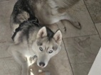 Fenka sibiřského huskyho