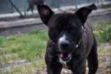 Americký pitbulteriér