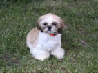 Shih-tzu bez PP