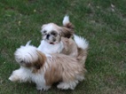 Shih-tzu bez PP