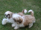 Shih-tzu bez PP