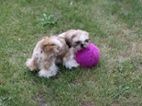 Shih-tzu bez PP
