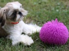 Shih-tzu bez PP