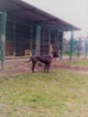 Americký pitbulteriér