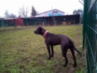 Americký pitbulteriér