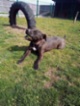 Americký pitbulteriér