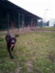 Americký pitbulteriér