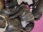 Pitbull kříženec 5000,-