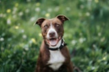 Americký pitbulteriér