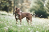 Americký pitbulteriér