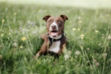 Americký pitbulteriér