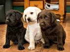 Labrador retriever s PP - černý pejsek
