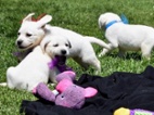 Labrador retriever s PP - černý pejsek