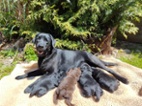 Nabídka štěňat labradorských retrieverů